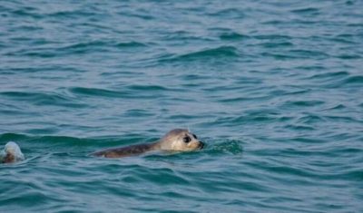 بحران خاموش در خزر