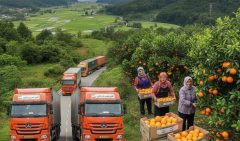 پوست‌اندازی باغ‌های شمال تا میوه‌هایی که جهان‌گیر می‌شوند!