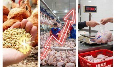 نسخه مازندران برای عبور بازار مرغ از شوک ارزی