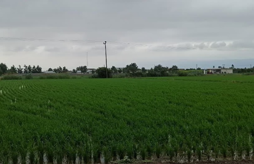 کشاورز مازندرانی به کمک دانش نمونه ملی شد کشاورز مازندرانی به کمک دانش نمونه ملی شد