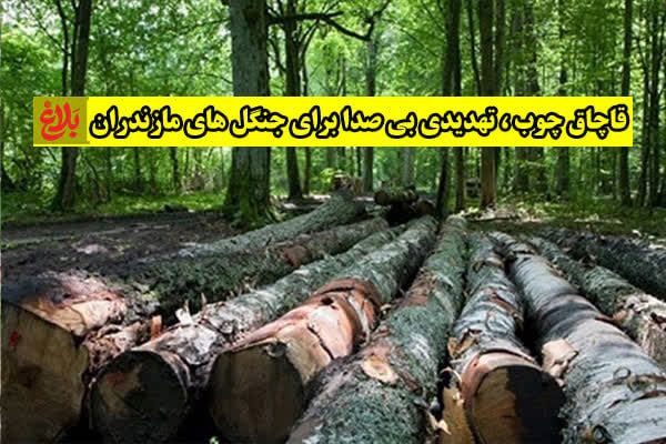 قاچاق چوب؛ تهدیدی بی‌صدا برای جنگل‌های مازندران
