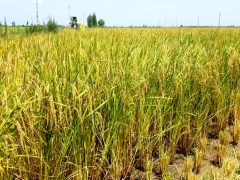 کشت مجدد برنج و پرورش رتون در ۷۱۰۰ هکتار از شالیزارهای بابلسر
